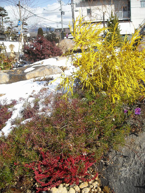 s-3　雪に映える植物たち